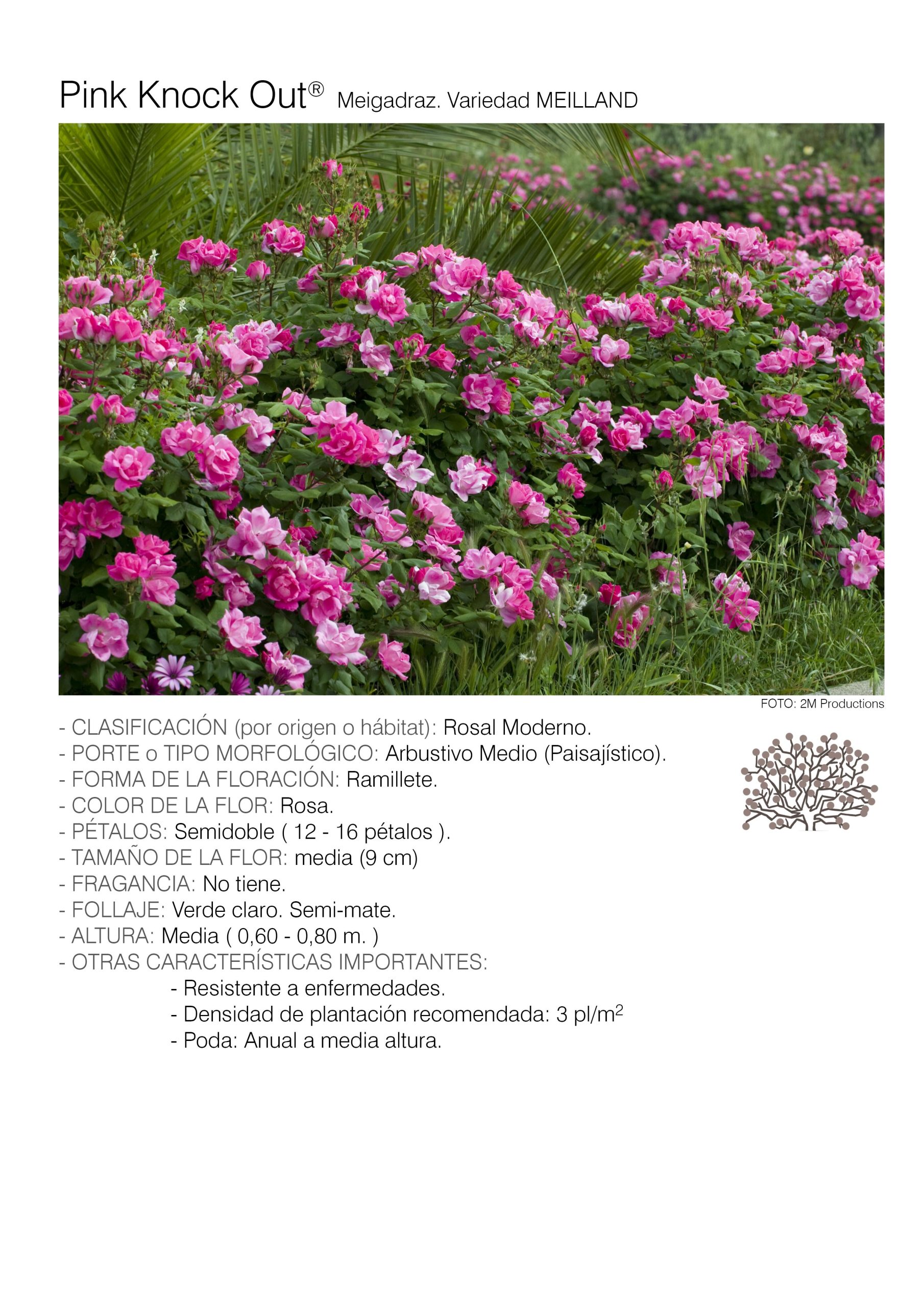 10 rosales PINK KNOCK OUT - Meigadraz.